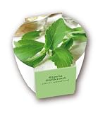 Produkt-Bild: Premium-Pflanzset 'S&uuml;&szlig;kraut/Stevia'