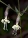 Tiny Flowers of a Species of Silene, a Campion or Catchfly Photographic Poster Print by Stephen Sharnoff, 12x16