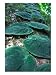 Hemiepiphyte, Barro Colorado Island, Panama Photographic Poster Print by Christian Zi...
