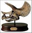 Triceratops Skull Model w+solid wood base (Scale 1:10)