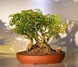 Bonsai Boys Hawaiian Umbrella Bonsai Tree Banyan Style<br>(<i>arboricola schefflera</i>) 41RBbI8FE9L. SL160 Bonsai Boys Hawaiian Umbrella Bonsai Tree Banyan Style<br>(<i>arboricola schefflera</i>)