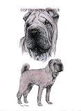 Shar-Pei - Double Image by Cindy Farmer