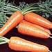 Gold King Carrots Seed Packet