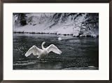 Adult trumpeter swans lifting its wings on the snow-banked Madison River Subject Framed Art Poster Print by Raymond Gehman, 29x21