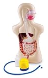 Inflatable Digestion System Torso Model
