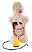 Inflatable Digestion System Torso Model