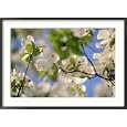 Dogwood Trees in Bloom, Jamaica Plains, MA Framed Photographic Poster Print by Kindra Clineff, 36x26