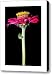 zinnia Canvas Print / Canvas Art - Artist Jez C Self