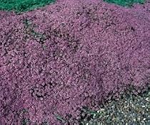 8 Mother of Thyme Perennial Herb Plants - SALE*