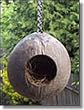 Pet Media 6-to-8-Inch Natural-Color Hard Inner Shell of Parrot Bay Coconut