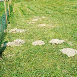 <B>Mole-Med Dry 3.75lbs (covers up to 2500 sq.ft)