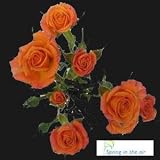 Forty Stems of Orange Spray Roses, Buy 20, Get 20 FREE.