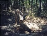 Ghillie Suit Tag-Out - Year-round Deer Mineral Supplement, Accessories, Hunting Gear