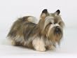 Skye Terrier Stuffed Plush Dog By Hansa 19" L