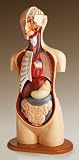 Knowbody Basic Teaching Torso-DG708