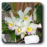 Flowers - Orchid - Mouse Pads
