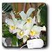 Flowers - Orchid - Mouse Pads Image