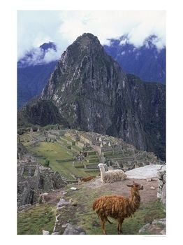 Llamas Near Machu Picchu, Peru Photographic Poster Print by Jan Halaska, 12x16