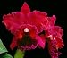 Blc Temple Bells Shapely HCC/AOS x Blc Oconee Mendenhall AM/AOS