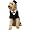 Dapper Dog