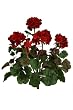 THREE 18" Artificial Geranium Flower Bushes in Red for Home, Garden Decoration