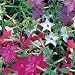 Nicotiana - Tobacco plant - Sensation Mixed - 400 Seeds