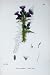 Botany Plants C1902 Marsh Thistle Carduus Palustris