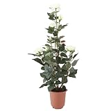 f-DECO ���[�Y�z���C�g 70cm