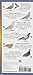Sibley's Backyard Birds of Florida: Folding Guide (Foldingguides)
