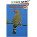 Zebra Finches