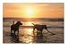 Labrador Retrievers Play in the Water at Sunset, Yellow Lab Photographic Poster Print by Roy Toft, 24x18