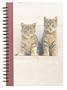 Kittens in the Sun Journal
