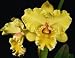 Potinara Jimmy Cook 'Newberry' x Potinara Frank Gilmore 'Mendenhall' AM/AOS