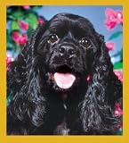 Cocker Spaniel - black Portrait Bookmark