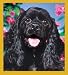 cocker spaniel - Cocker Spaniel - black Portrait Bookmark