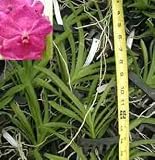 Ascda. Princess Mikasa 'Pink' 410HA