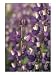 Arctic Lupine, Olympic National Park, Washington, USA Photographic Poster Print by William Sutton, 18x24