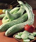 Armenian Slicing Cucumber 50 Seeds - GARDEN FRESH PACK ! - B001J50OVK