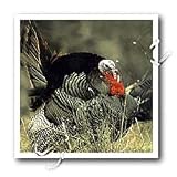 Wild Turkey Gobbler - 8x8 Iron On Heat Transfer For White Material