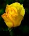 Fragrant Friendship Photograph Poster Giclee Yellow Rose 20x24