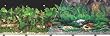 Double Sided Tropical Fresh Aquarium Background, 24" x 50"