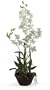 Dendrobium w/Decorative pot