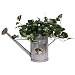Missouri Tigers NCAA Watering Can