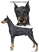 Doberman - Double Image by Cindy Farmer