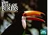 Life of Birds
