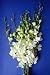 Gifts for Her - Fresh Cut White Dendrobium Orchids Flowers