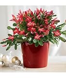 christmas cactus