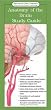 Anatomy of the Brain: Study Guide (Anatomical Chart Company's Illustrated Pocket Anatomy)