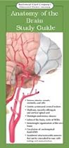 Anatomy of the Brain: Study Guide (Anatomical Chart Company's Illustrated Pocket Anatomy)