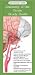 Anatomy of the Brain: Study Guide (Anatomical Chart Company's Illustrated Pocket Anatomy)